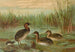 Colymbus fluviatilis Tunst, liten smådopping - Johann Friedrich Naumann — vy av konstverket