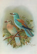 Coracias garrula - Johann Friedrich Naumann — vy av konstverket
