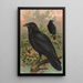 Corvus corax - Johann Friedrich Naumann — inramlat konstverk på väggen