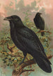 Corvus corax - Johann Friedrich Naumann — vy av konstverket
