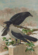 Corvus corone Corvus cornix - Johann Friedrich Naumann — vy av konstverket
