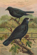 Corvus frugilegus - Johann Friedrich Naumann — vy av konstverket