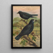 Corvus frugilegus - Johann Friedrich Naumann — inramlat konstverk på väggen