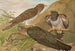 Cuculus canorus L - Johann Friedrich Naumann — vy av konstverket