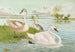 Cygnus olor - Johann Friedrich Naumann — vy av konstverket