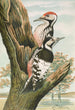 Dendrocopus leuconotus - Johann Friedrich Naumann — vy av konstverket