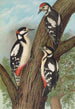 Dendrocopus major - Johann Friedrich Naumann — vy av konstverket