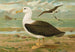 Diomedea melanophrys Boie Svartbrynad albatross - Johann Friedrich Naumann — vy av konstverket