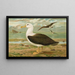 Diomedea melanophrys Boie Svartbrynad albatross - Johann Friedrich Naumann — inramlat konstverk på väggen