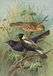 Dolichonyx oryzivorus Molothrus Cabanisii Cassin - Johann Friedrich Naumann — vy av konstverket