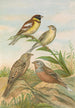Emberiza aureola Pall Emberiza caesia Cretschmar - Johann Friedrich Naumann — vy av konstverket
