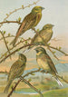 Emberiza citrinella Emberiza cirlus - Johann Friedrich Naumann — vy av konstverket