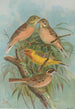 Emberiza hortulana Emberiza luteola Sparrm Emberiza chrysophrys Pall - Johann Friedrich Naumann — vy av konstverket