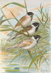 Emberiza intermedia Michahelles Emberiza palustris Savi Emberiza pyrrhuloides Pall - Johann Friedrich Naumann — vy av konstverket