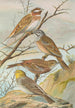 Emberiza leucocephala Gmel Emberiza cia Emberiza cinerea Strickl - Johann Friedrich Naumann — vy av konstverket