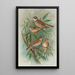 Emberiza rustica Pall Emberiza pusilla Pall - Johann Friedrich Naumann — inramlat konstverk på väggen