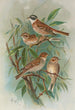 Emberiza rustica Pall Emberiza pusilla Pall - Johann Friedrich Naumann — vy av konstverket