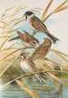 Emberiza schoeniclus - Johann Friedrich Naumann — vy av konstverket