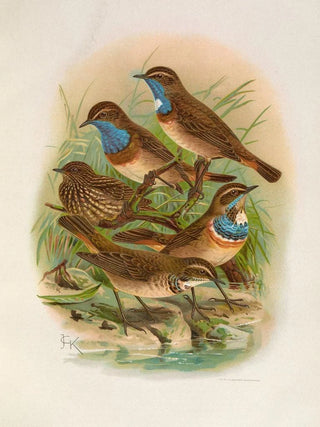 Johann Friedrich Naumann - Erithacus cyaneculus.webp