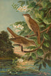 Erithacus luscinia Erithacus philomela - Johann Friedrich Naumann — vy av konstverket