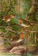 Erithacus rubeculus - Johann Friedrich Naumann — vy av konstverket
