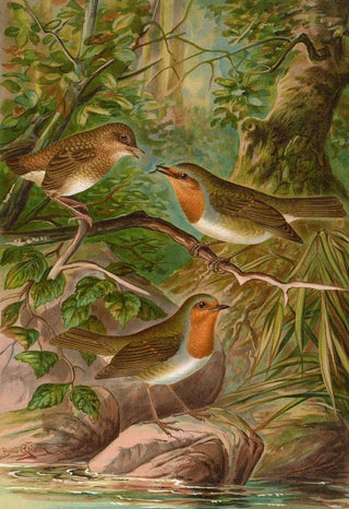 Johann Friedrich Naumann - Erithacus rubeculus.webp