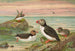 Fratercula arctica L Macareux arctique - Johann Friedrich Naumann — vy av konstverket