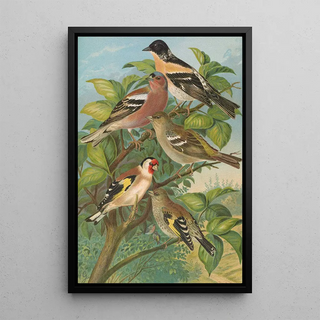 Johann Friedrich Naumann - Fringilla montifringilla Fringilla coelebs Carduelis carduelis.webp