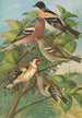 Fringilla montifringilla Fringilla coelebs Carduelis carduelis - Johann Friedrich Naumann — vy av konstverket