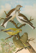 Fringilla nivalis Chloris chloris - Johann Friedrich Naumann — vy av konstverket