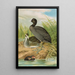 Fulica atra - Johann Friedrich Naumann — inramlat konstverk på väggen