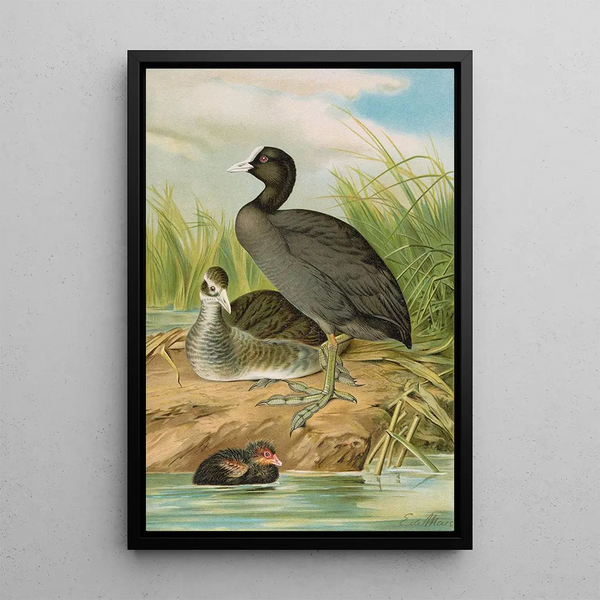 Johann Friedrich Naumann - Fulica atra.webp