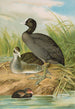 Fulica atra - Johann Friedrich Naumann — vy av konstverket