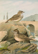 Galerida cristata Galerida Theklae - Johann Friedrich Naumann — vy av konstverket