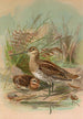 Gallinago gallinago - Johann Friedrich Naumann — vy av konstverket