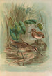Gallinago gallinula - Johann Friedrich Naumann — vy av konstverket