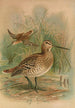 Gallinago major - Johann Friedrich Naumann — vy av konstverket