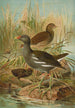 Gallinula chloropus - Johann Friedrich Naumann — vy av konstverket