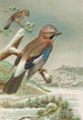 Garrulus glandarius - Johann Friedrich Naumann — vy av konstverket