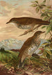 Geocichla mollissima - Johann Friedrich Naumann — vy av konstverket