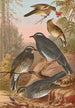 Geocichla sibirica - Johann Friedrich Naumann — vy av konstverket