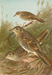 Geocichla varia Geocichla dauma - Johann Friedrich Naumann — vy av konstverket