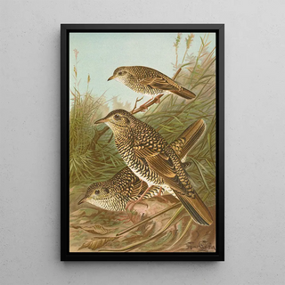 Johann Friedrich Naumann - Geocichla varia Geocichla dauma.webp