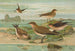 Glareola pratincola Glareola melanoptera Nordm - Johann Friedrich Naumann — vy av konstverket