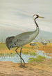 Grus grus - Johann Friedrich Naumann — vy av konstverket