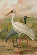 Grus virgo Grus leucogeranus Pall - Johann Friedrich Naumann — vy av konstverket