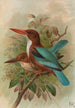 Halcyon smyrnensis - Johann Friedrich Naumann — vy av konstverket