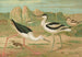 Himantopus himantopus Recurvirostra avocetta - Johann Friedrich Naumann — vy av konstverket