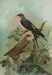 Hirundo rufula Temm Biblis rupestris - Johann Friedrich Naumann — vy av konstverket