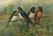 Hirundo rustica Hirundo rustica Savignii - Johann Friedrich Naumann — vy av konstverket